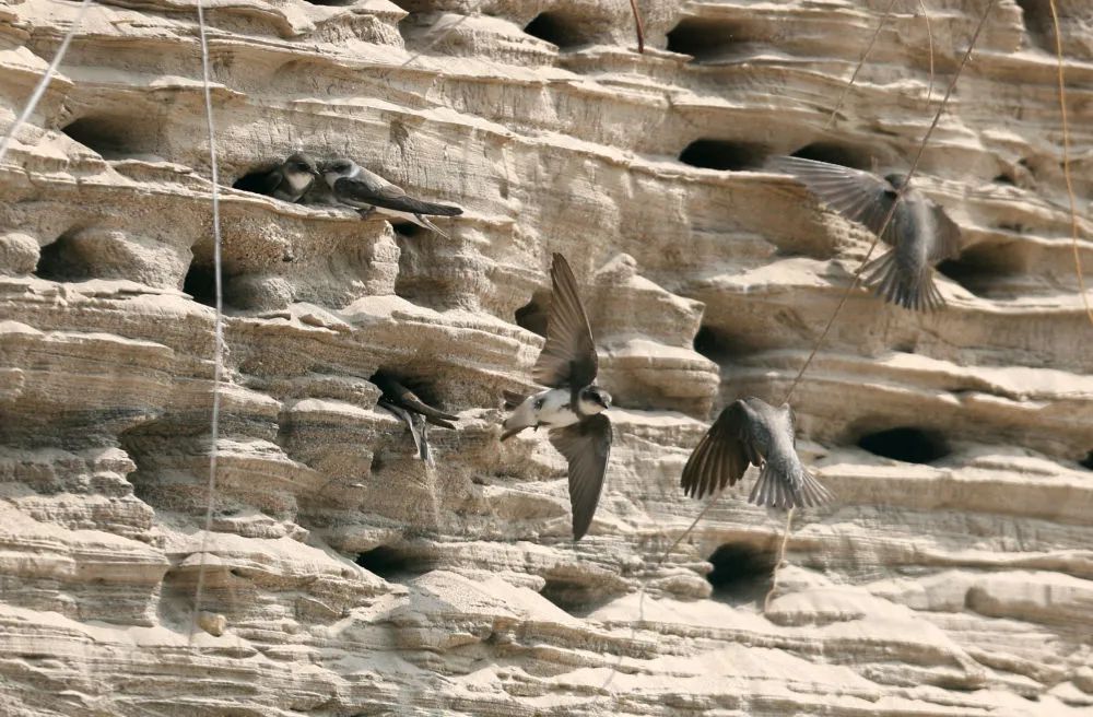 4月18日，崖沙燕在筑巢栖息。新华社发（梁子栋 摄）