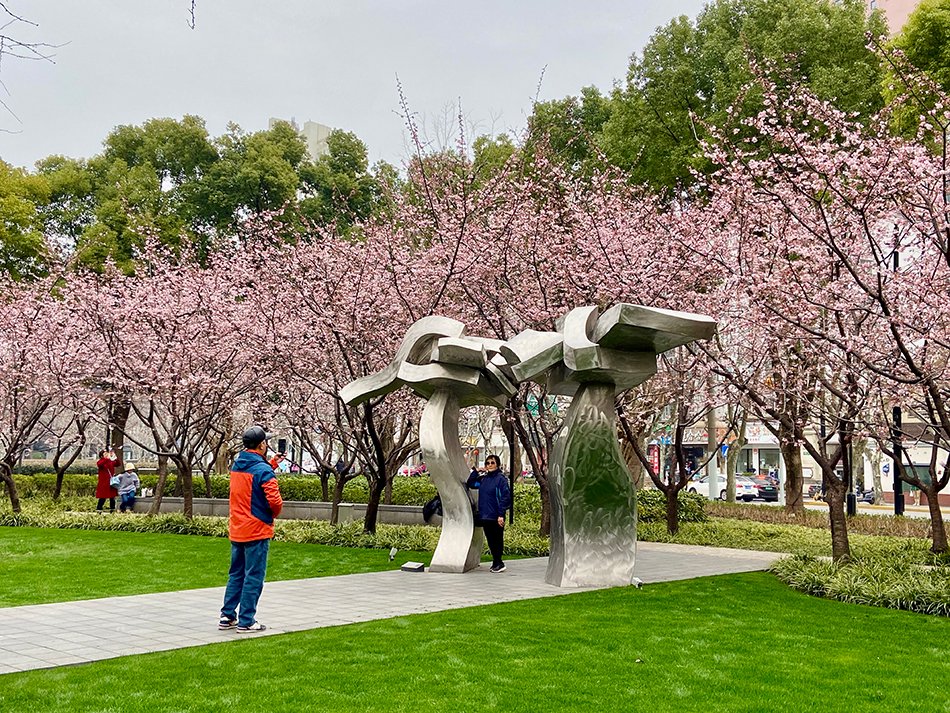 静安雕塑公园的樱花林，游客在拍照。澎湃新闻记者 陈悦 摄