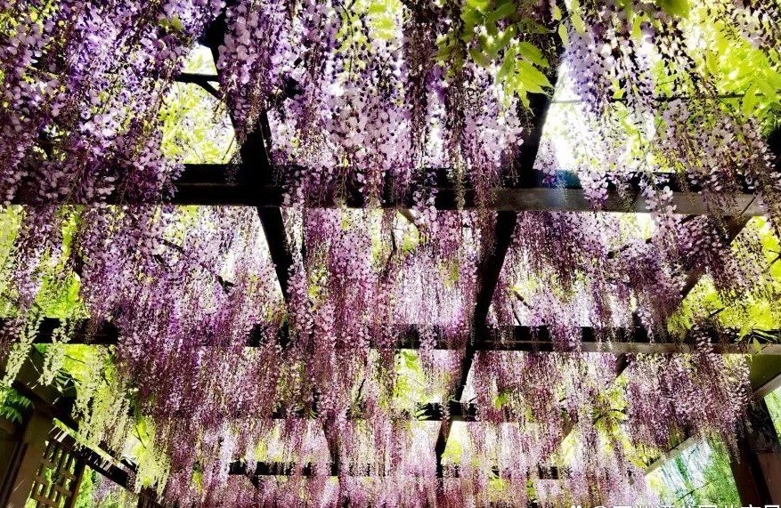 寻美玉渊 紫藤花开|玉渊潭公园紫藤迎来盛花期
