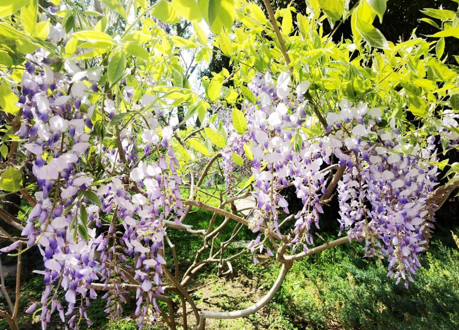 寻美玉渊 紫藤花开|玉渊潭公园紫藤迎来盛花期