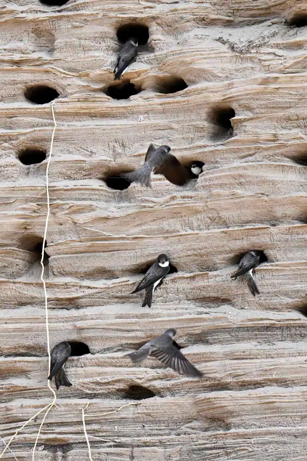 4月18日，崖沙燕在筑巢栖息。新华社发（陈其保 摄）