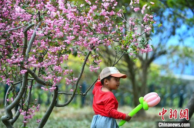 4月19日，一名小朋友在青岛中山公园盛开的海棠花下拍照。王海滨 摄