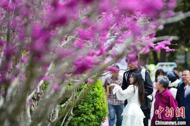 4月19日，市民游客在青岛中山公园紫荆花树下赏花。王海滨 摄