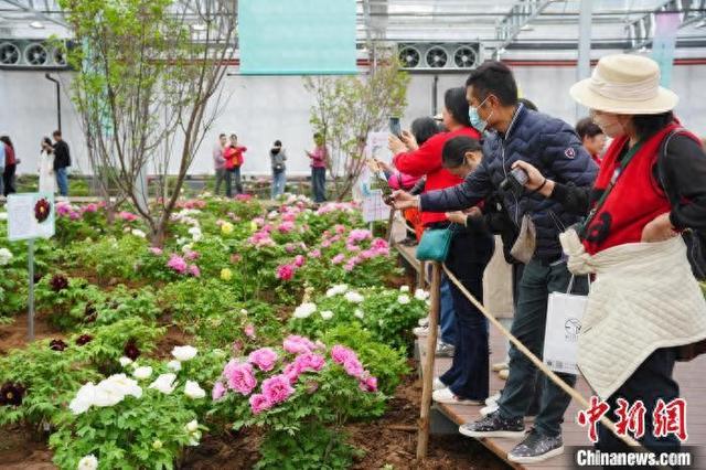 图为游客在洛阳市中国国花园五月坊观赏牡丹。韩嘉男 摄