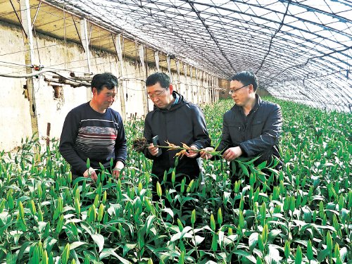 　　图为凌源市花卉科技特派团专家蔡忠杰（中）、杨迎东（右)在指导花农防治百合茎腐病。