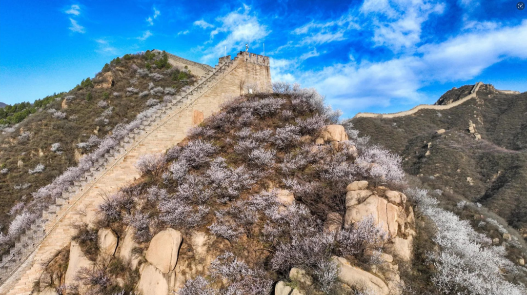 聚焦延怀赤丨长城内外共春色