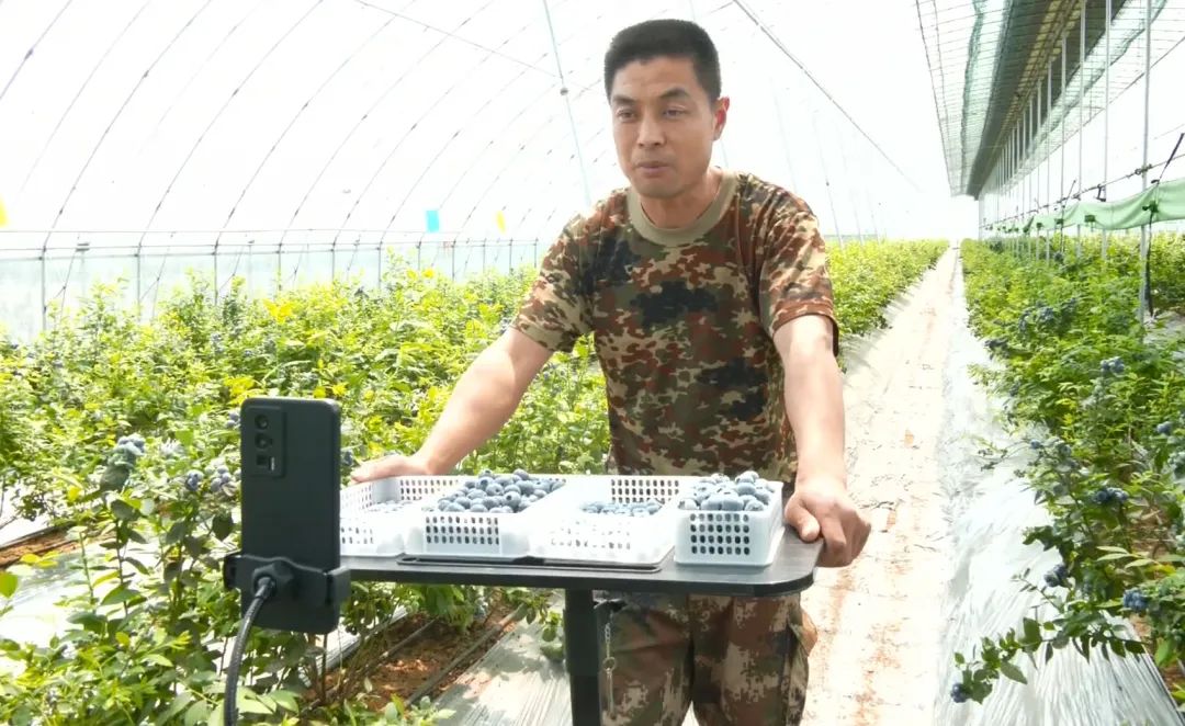 06%)市赣榆区果香小镇黑林镇吴山村的蓝莓大棚里,只见一株株枝
