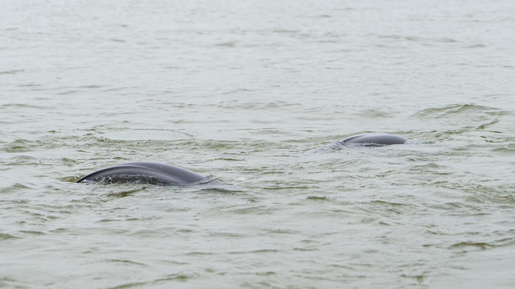 "微笑天使"水中嬉戏,长江江豚数量逐年增多
