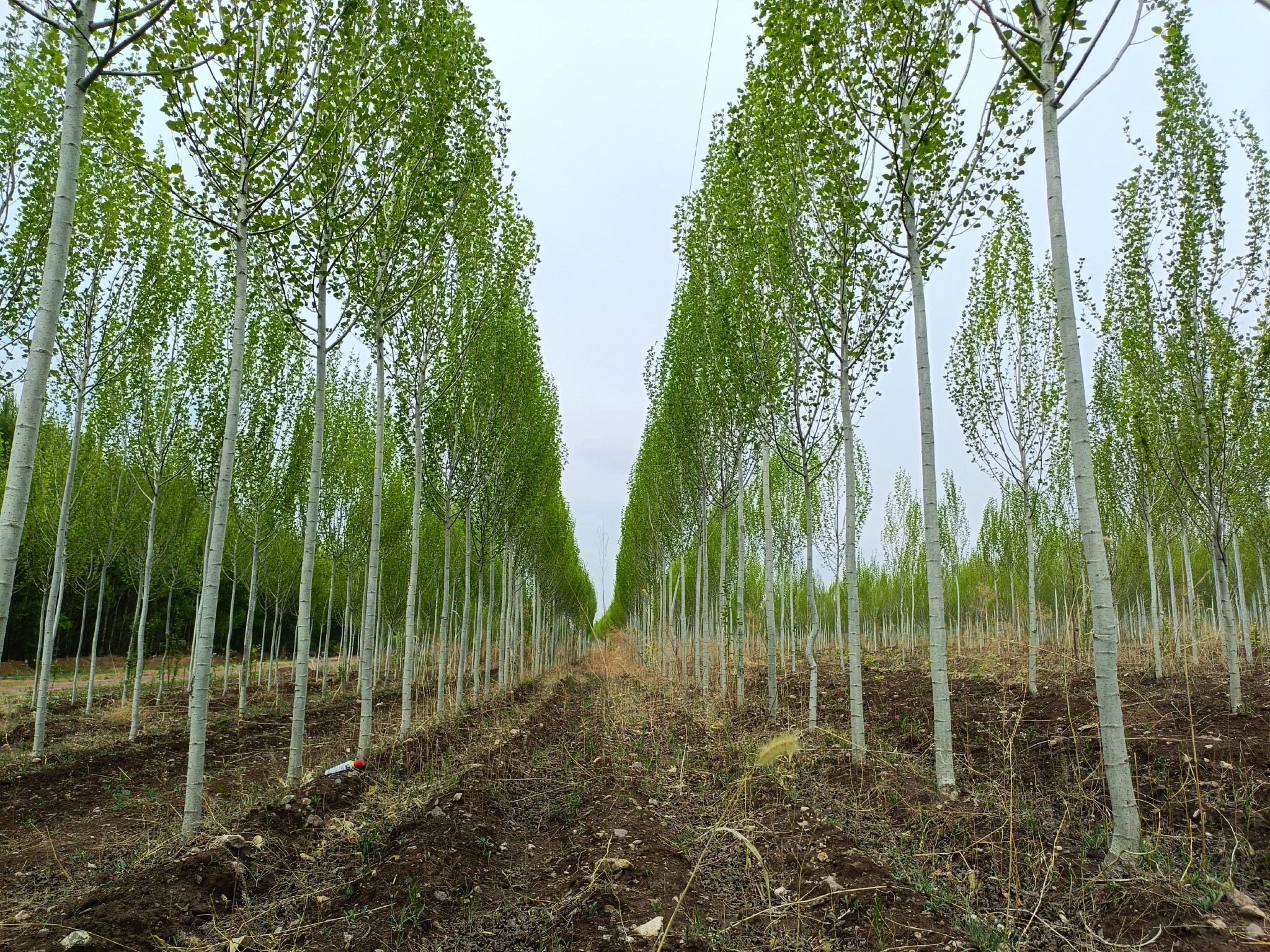 700株杨树近日抵京 将承担这项任务