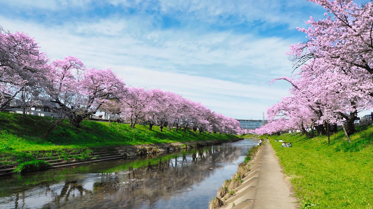日本樱花树与河流和绿色草坪（图片来源：图虫）