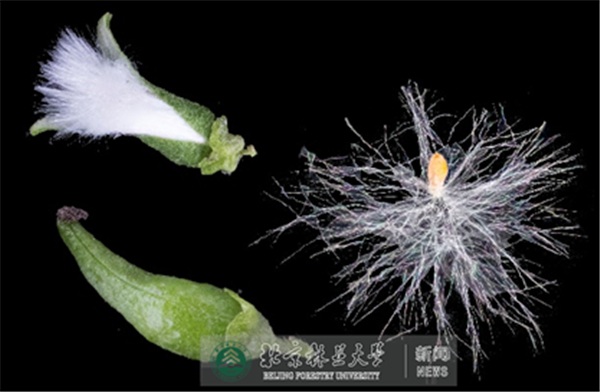 不同品种的棉花,纤维长度不同(图片来源凤凰网)杨柳絮是杨,柳属的