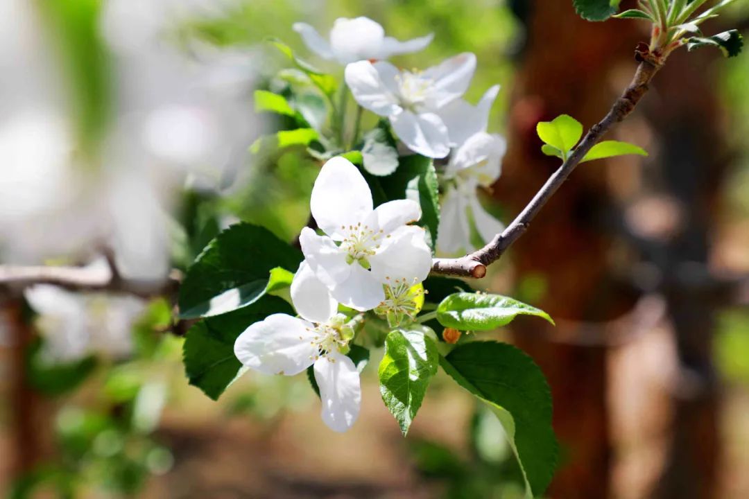 礼县苹果花海"拍了拍"你,向你发出赏花邀请函!
