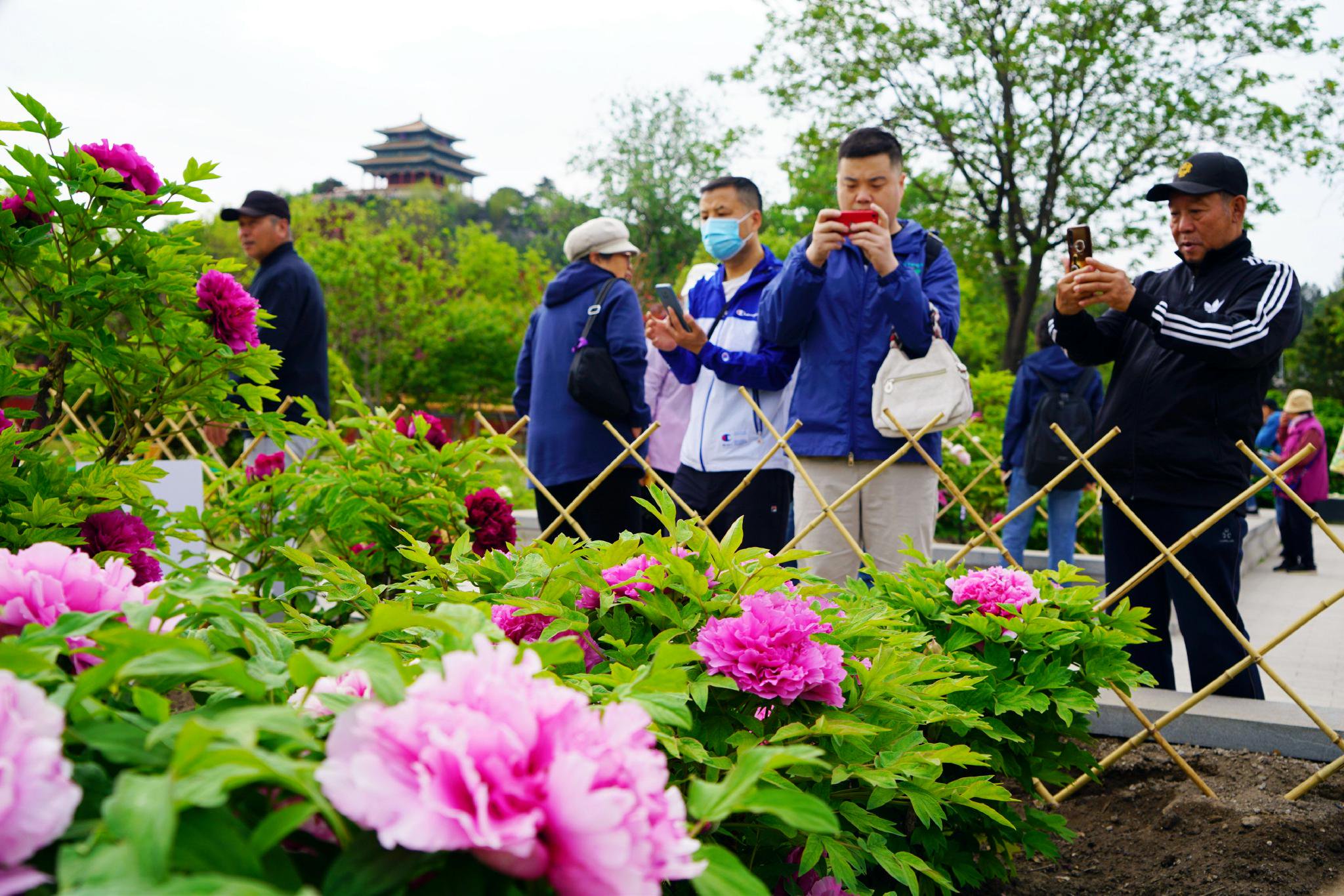 景山公园牡丹进入盛花期,来赏春日花海盛宴
