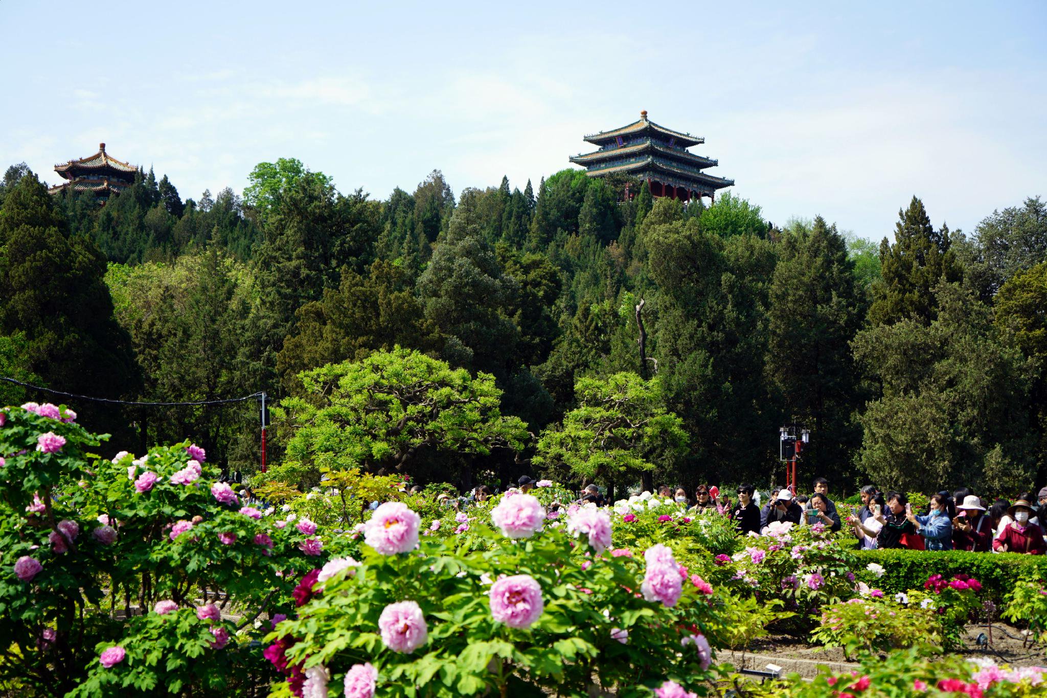 景山公园牡丹进入盛花期,来赏春日花海盛宴|景山公园_新浪财经_新浪网