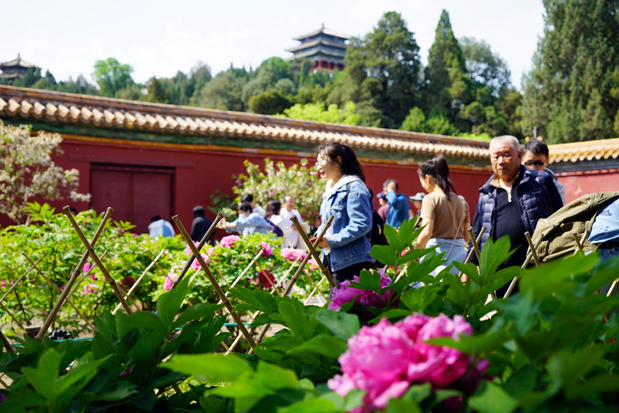 景山公园牡丹进入盛花期,来赏春日花海盛宴