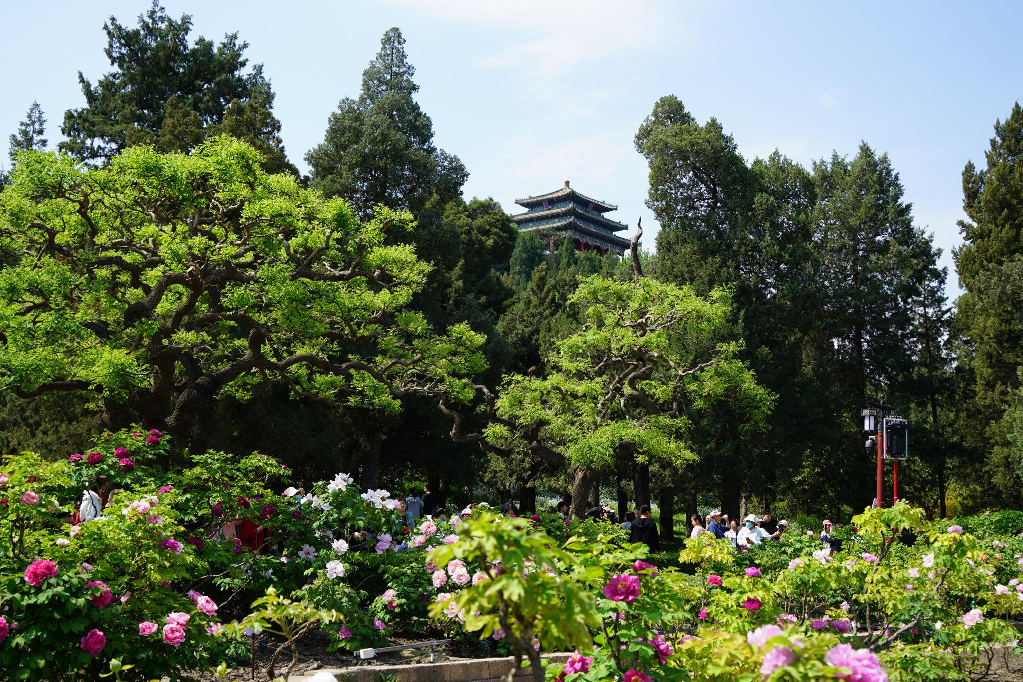 景山公园牡丹进入盛花期,来赏春日花海盛宴|景山公园_新浪财经_新浪网