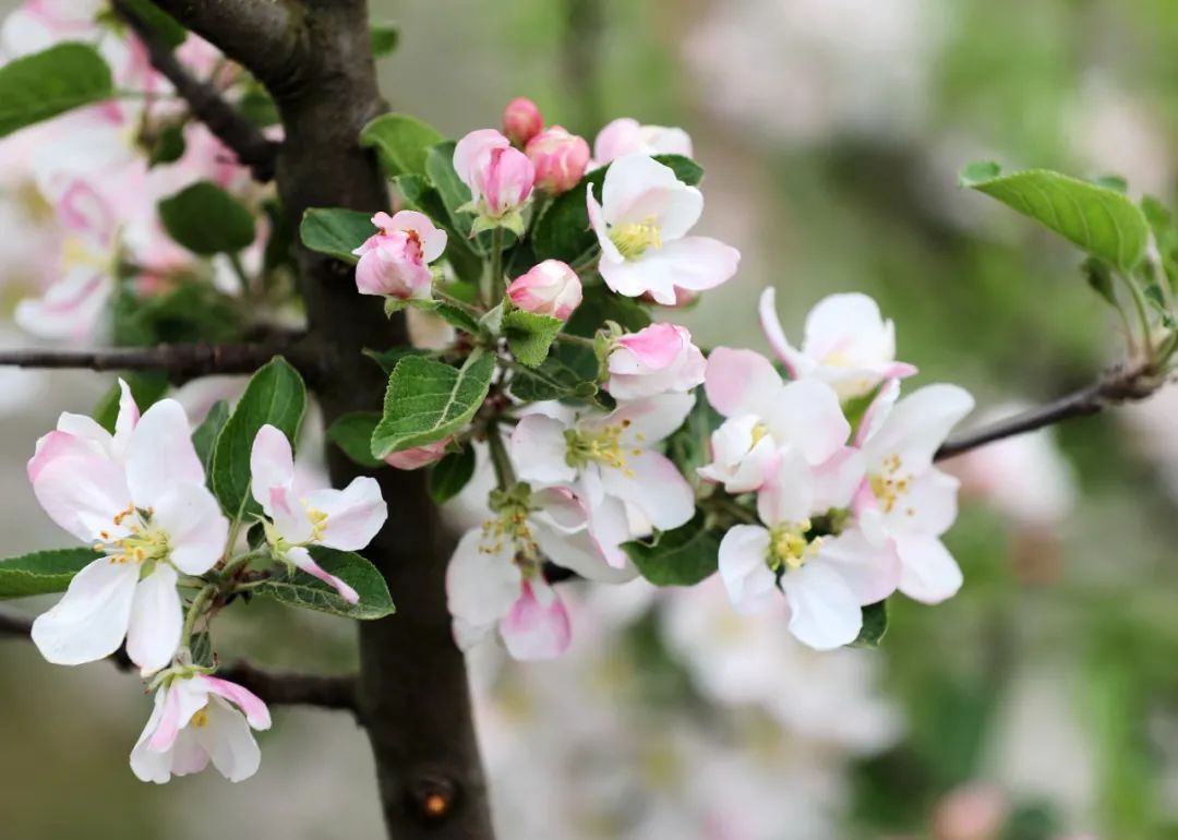 礼县苹果花海"拍了拍"你,向你发出赏花邀请函!