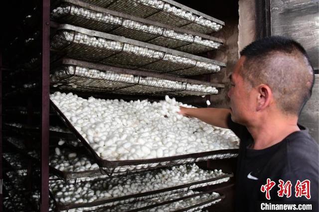图为工作人员检查蚕茧烘烤情况.廖光福 摄