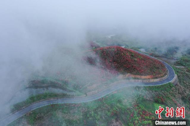 图为航拍贵州省黄平县大高山映山红花.花与青山,云雾相映成趣.