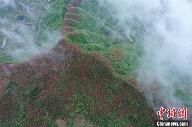 陈孝新 摄图为航拍贵州省黄平县大高山映山红花.