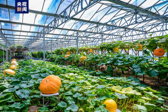 种菜也可以很艺术!蔬菜博物馆,休闲农场等齐聚 菜博会喊你来"逛吃"