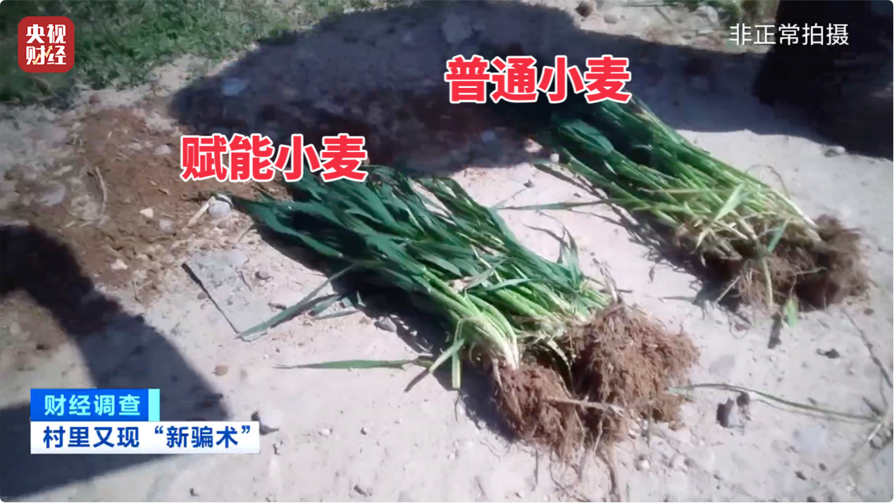 巴黎动物园私享指南：在狮吼与企鹅凝视中开派对