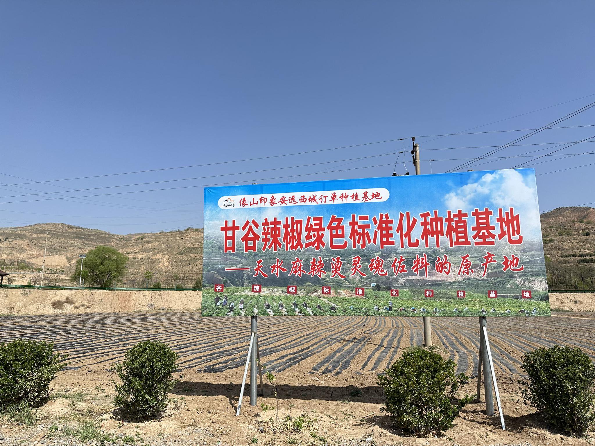 像山印象安远西城辣椒订单种植基地."以前愁销路,现在愁没库存.