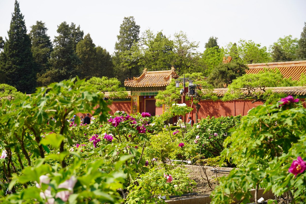 景山公园牡丹进入盛花期,来赏春日花海盛宴