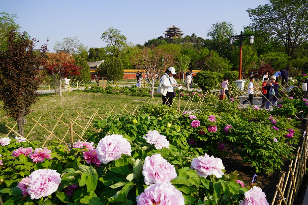 景山公园牡丹进入盛花期,来赏春日花海盛宴
