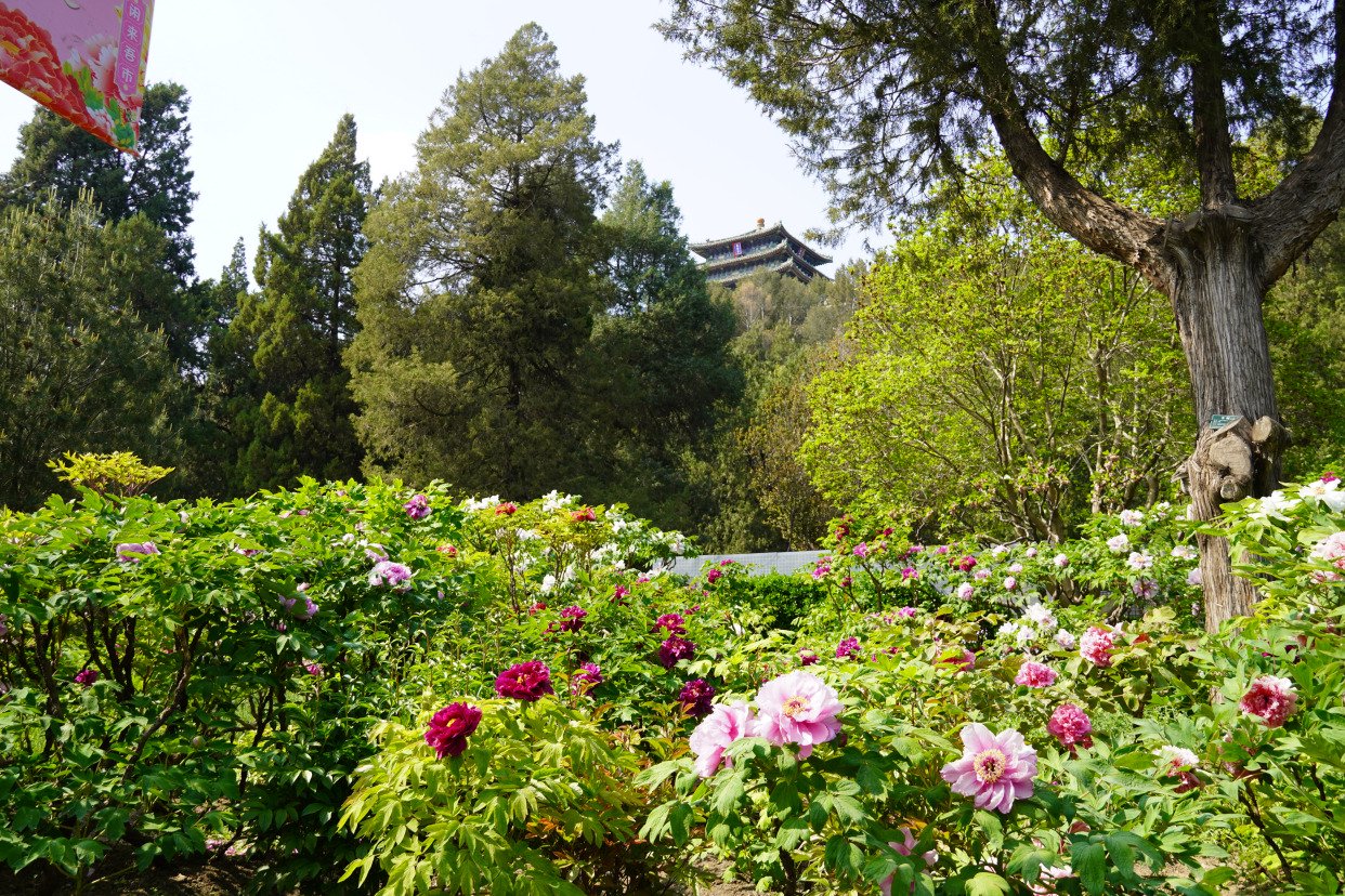 景山公园牡丹进入盛花期,来赏春日花海盛宴|景山公园_新浪财经_新浪网