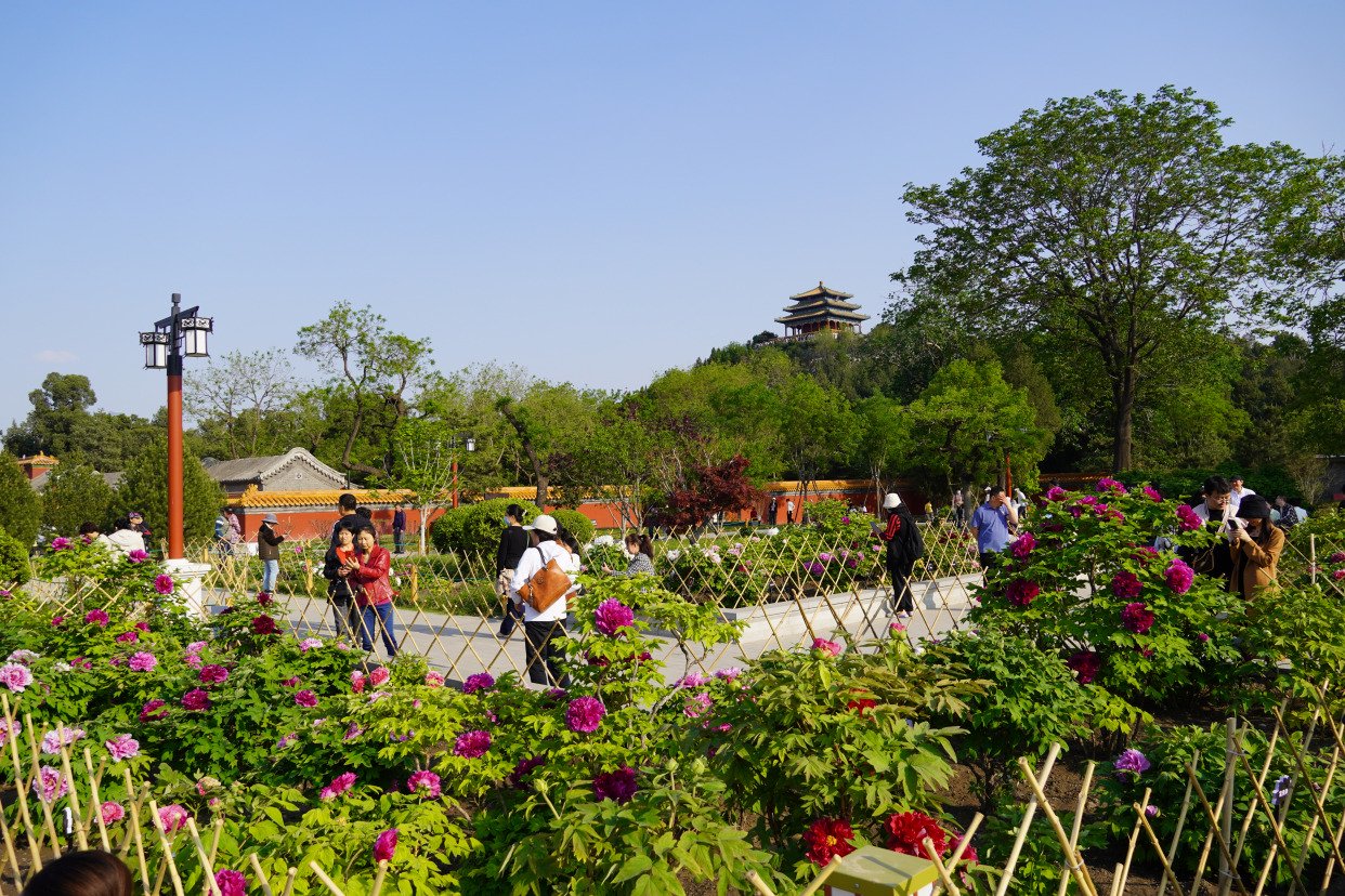 景山公园牡丹进入盛花期,来赏春日花海盛宴
