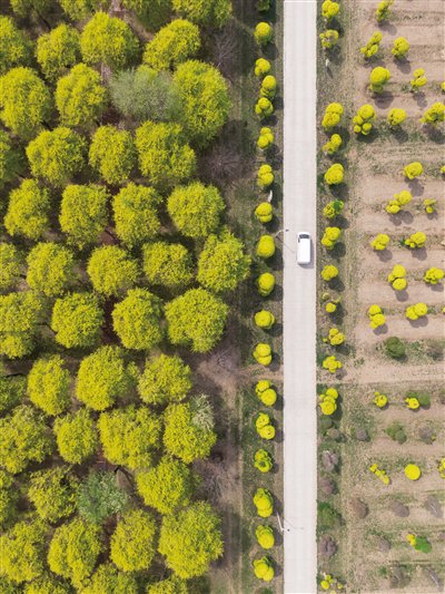 4月18日，通州区，俯瞰特色榆科树种培育基地。 新京报记者 王子诚 摄