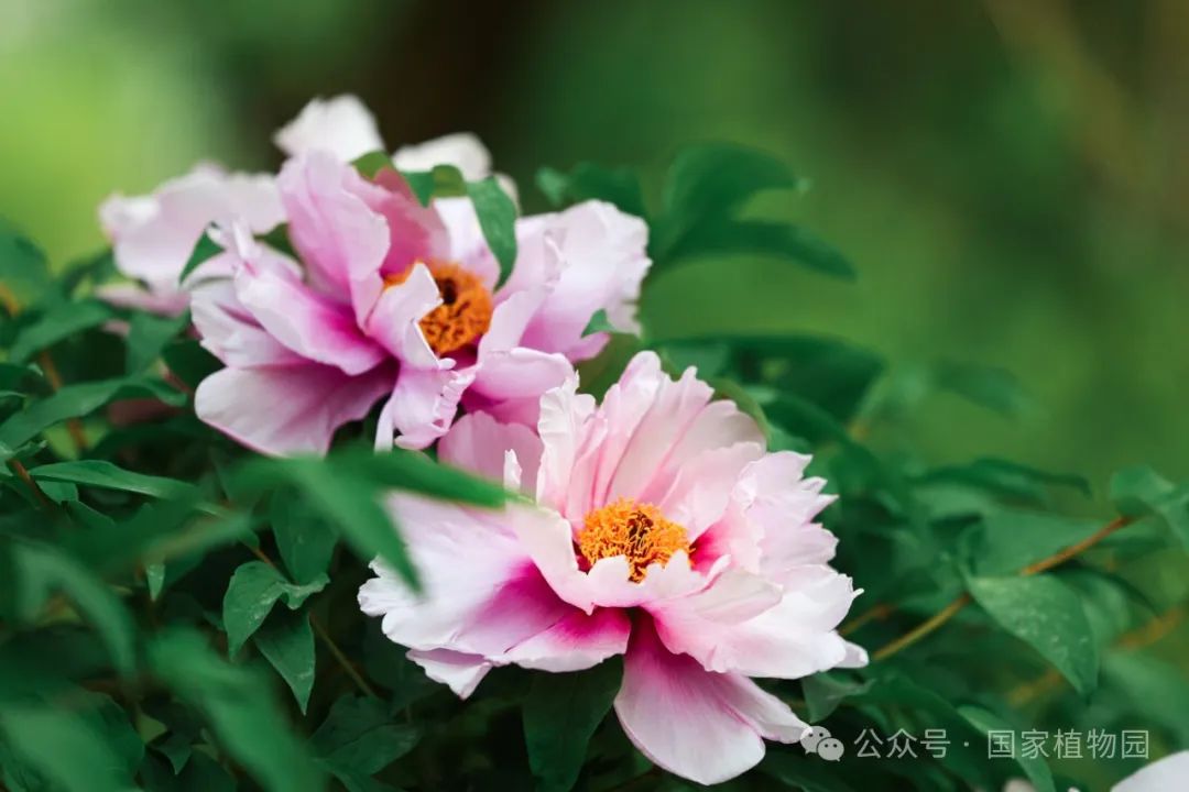 牡丹吐蕊 胜日寻芳