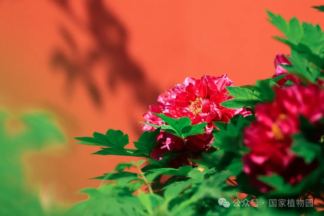 牡丹吐蕊 胜日寻芳