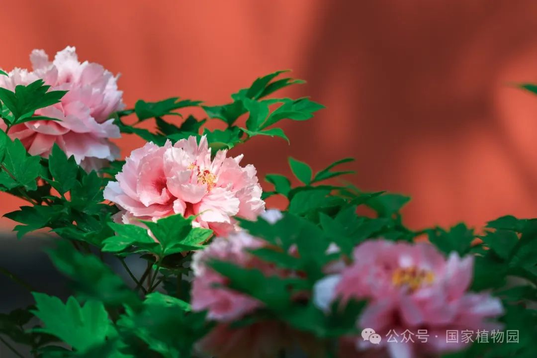 牡丹吐蕊 胜日寻芳