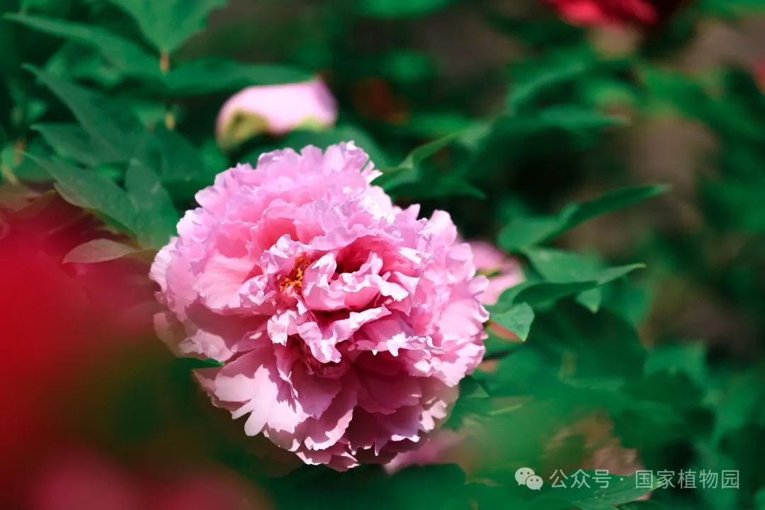 牡丹吐蕊 胜日寻芳