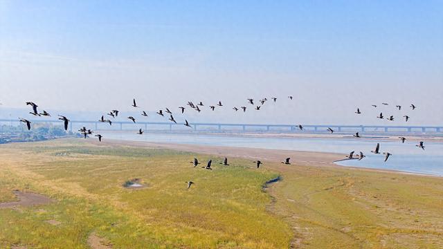 2023年11月18日，河南省巩义市黄河湿地自然保护区，大群大雁聚集在此越冬。视觉中国 资料图