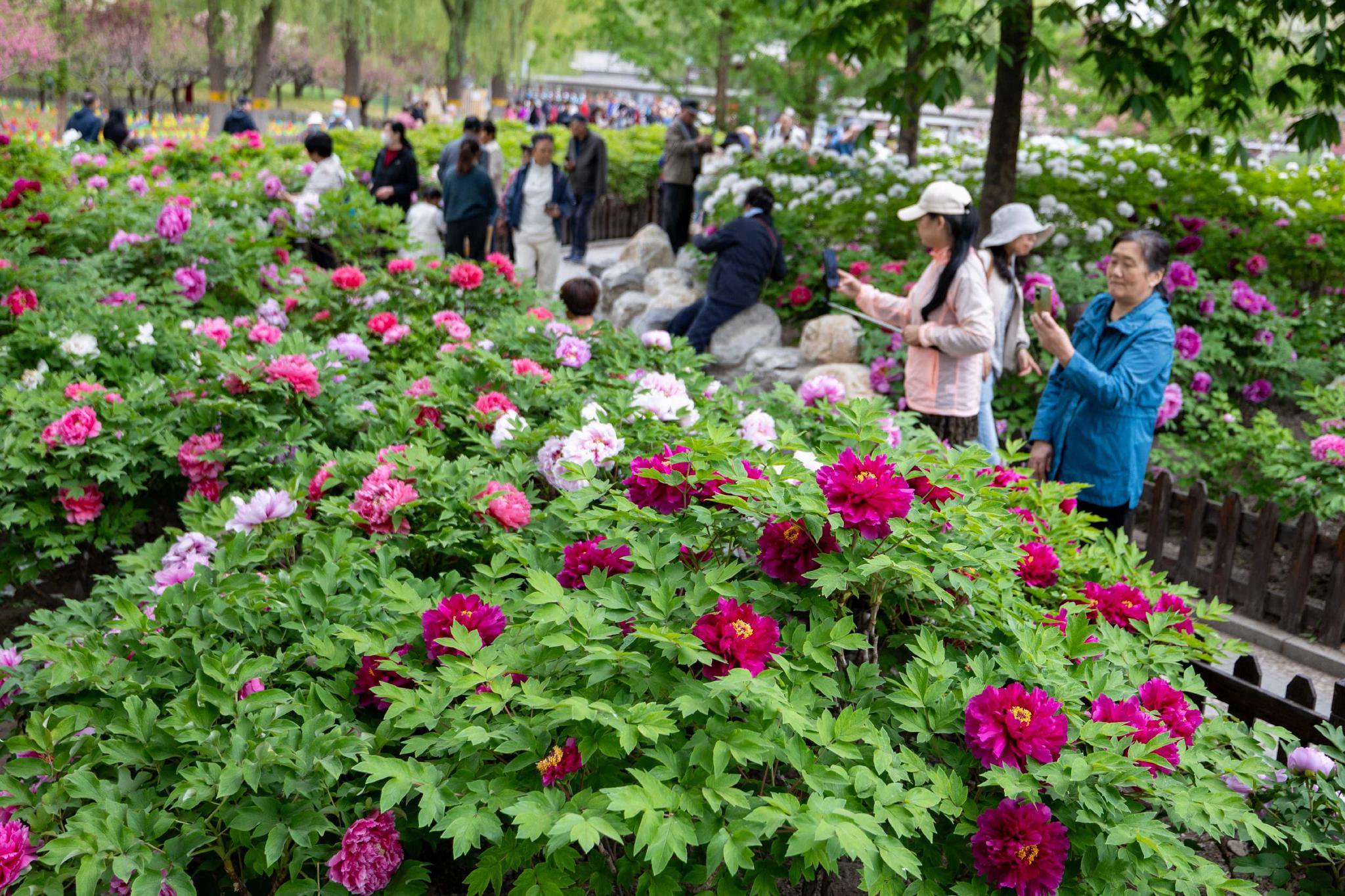牡丹芍药进入盛放期 115个公园里赏丰台春色