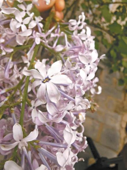 "赏丁香,共诗话",法源寺丁香诗会已满百年