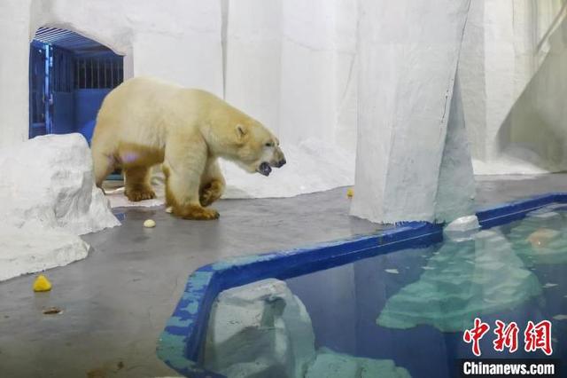 北极熊“仔仔”回到南京海底世界。中新网记者 泱波 摄