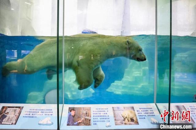 “仔仔”回到了熟悉的北极熊馆，在水池中畅游。中新网记者 泱波 摄
