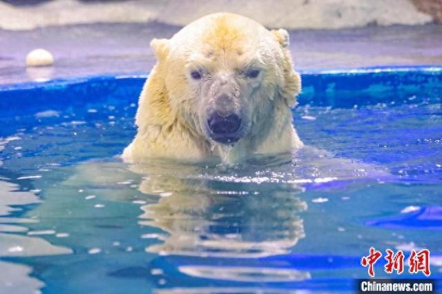 南京海底世界北极熊“仔仔”回到熟悉的水池中。中新网记者 泱波 摄