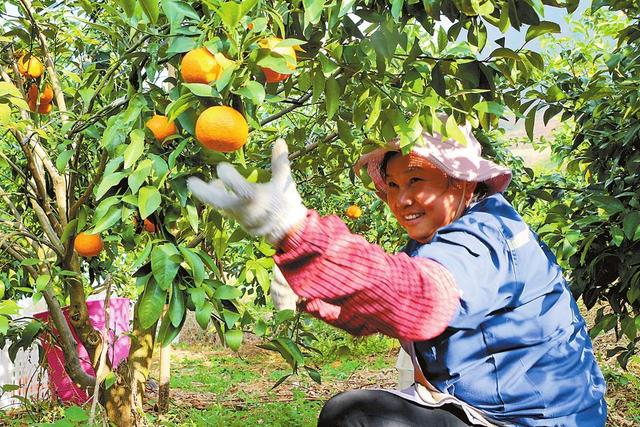 牟定县贡峰茶园.