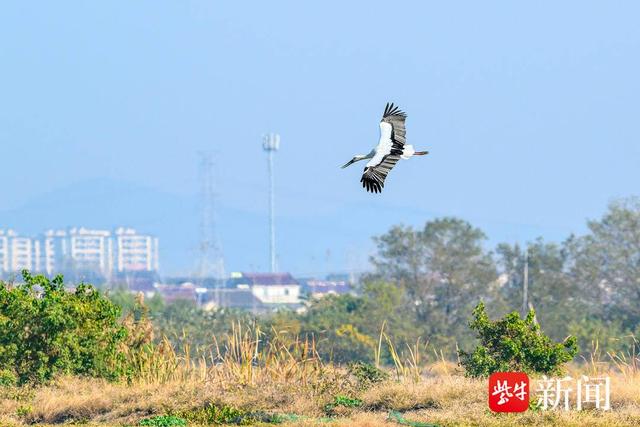 冬日里石臼湖候鸟"鸟浪"频现   摄影师拍下千只反嘴鹬起飞壮观景象