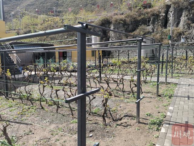 现代农业科技示范基地里引进的葡萄.(王鑫摄)