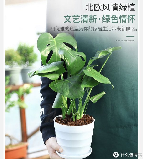 龟背竹科普知识|健康|品种|环境|习性|地区_新浪新闻