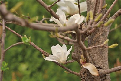 4月3日，颐和园古玉兰一株克隆苗抽出粗壮的新芽。新京报记者 王巍 摄