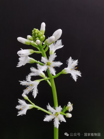 湿地里的白色精灵——睡菜