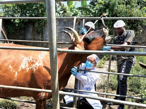 段振华带领圣普国家兽医实验室人员在考埃大区规模牛场开展牛布鲁氏菌