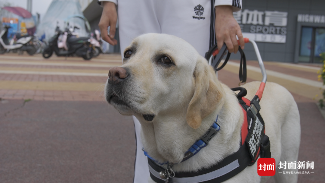 走进导盲犬的世界:“我和阿飒的故事”|国际导盲犬日特别策划|导盲犬_新浪新闻